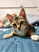 Cute tabby cat lying down on blue blanket on the bed. Funny home pet. Concept of relaxing and cozy wellbeing. Sweet dream. photo