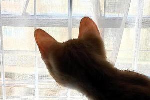 Small orange tabby cat sees that there is a huge world outside the window. High-quality photograph of a tabby cat. Cat inside the home. Cat looking out the window. photo