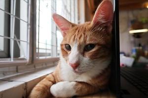 lindo gatito naranja atigrado de pelo corto relajándose en la mesa de escritorio del lugar de trabajo usando una computadora portátil como dispositivo para dormir foto