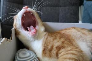 Orange tabby cat lies and yawns in a cardboard box. Place for text. Fluffy pet is going to sleep there. photo