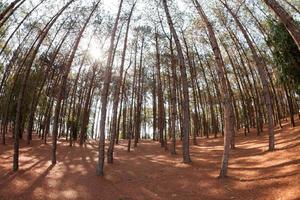 pine trees from below photo