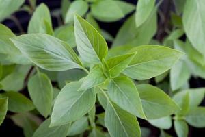 hojas frescas de albahaca foto