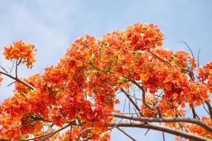 caesalpinia pulcherrima con cielo azul foto