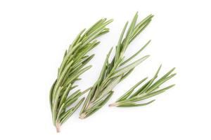 rosemary isolated on white background photo