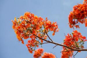 caesalpinia pulcherrima con cielo azul foto