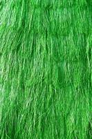 Green grass background texture photo