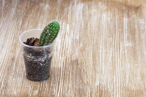 Cactus in plastic container on wooden background photo