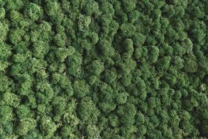 pared cubierta de musgo natural, textura, fondo de musgo floral. diseño de biofilia en interiores foto