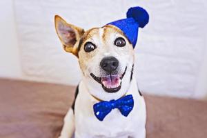 feliz cara de perro sonriente con lazo azul atado y gorra de cumpleaños en la cabeza. feliz día de la corteza foto