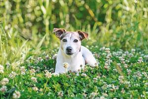 Senior dog in green clover grass enjoying of walk, summertime concept photo