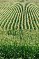 campo cultivado con maíz foto