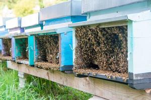 Bees in the hive photo