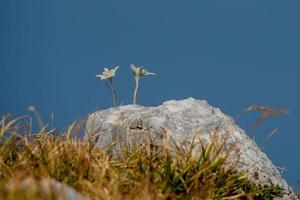 Edelweiss blooming in the high mountains photo