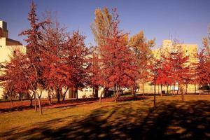 city autumn trees photo