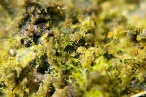photo macro abstract object surface with natural rough texture background