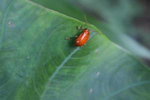 animal insecto encaramado en una hoja con una textura de fondo borrosa foto