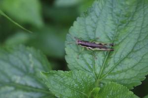 photo macro animal insect grasshopper on a tree branch with texture background blur