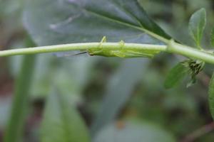 photo macro animal insect grasshopper on a tree branch with texture background blur