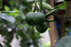 Fresh and sweet citrus fruit plant with green leaf and twig texture in agricultural garden photo