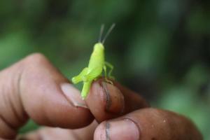 photo macro animal insect grasshopper on a tree branch with texture background blur