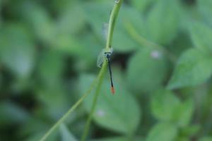 flying winged dragonfly insect perched on a leaf branch with a blur background texture photo