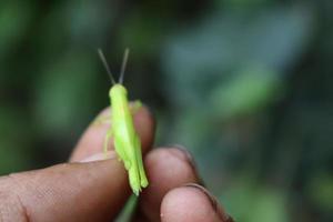 photo macro animal insect grasshopper on a tree branch with texture background blur