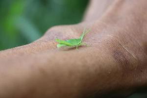 photo macro animal insect grasshopper on a tree branch with texture background blur