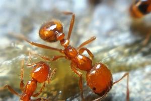 foto macro de insectos, hormigas, animales pequeños, se ve detallada con un efecto de fondo borroso