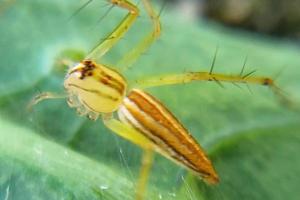 photo macro yellow spider insect with blur background texture