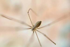 wingless knuckle-knuckle animal that crawls and hangs in a web trap photo