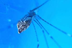 wingless knuckle-knuckle animal that crawls and hangs in a web trap photo