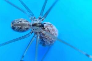 wingless knuckle-knuckle animal that crawls and hangs in a web trap photo