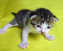 cute and cute kitten with soft brown fur photo