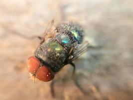 foto macro insecto moscas animal en un ambiente sucio