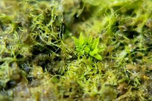 photo macro abstract object surface with natural rough texture background