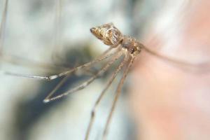 wingless knuckle-knuckle animal that crawls and hangs in a web trap photo