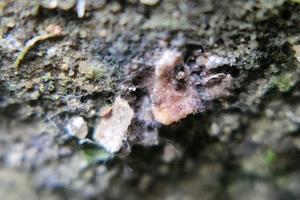 photo macro abstract object surface with natural rough texture background