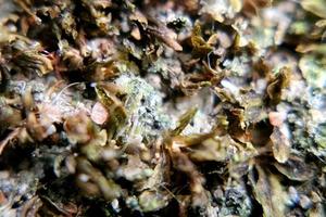 photo macro abstract object surface with natural rough texture background