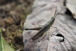photo macro animal insect grasshopper on a tree branch with texture background blur