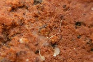 photo macro abstract object surface with natural rough texture background