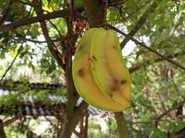 yellow starfruit that is starting to rot on the tree trunk photo