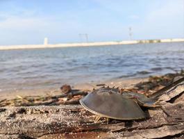 pequeño cangrejo de herradura caminando sobre la madera junto a la playa foto