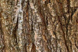 textura de la corteza del primer plano del árbol. foto