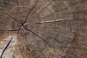 Cracks on sawing of tree stump. photo