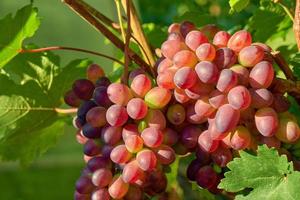 las uvas rojas maduran en la rama bajo los rayos del sol. foto