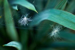 Pollen and plant seeds hanging on web. photo