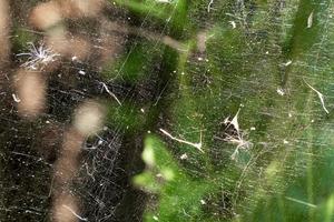 Pollen of various plants and seeds hang on web. Allergens in air. photo