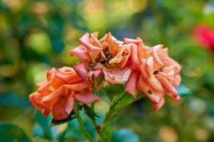 rosas marchitas con hojas caídas. foto