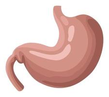 estómago órgano humano realista vector