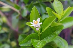 Bouquet of fresh white lemons on a lemon tree photo